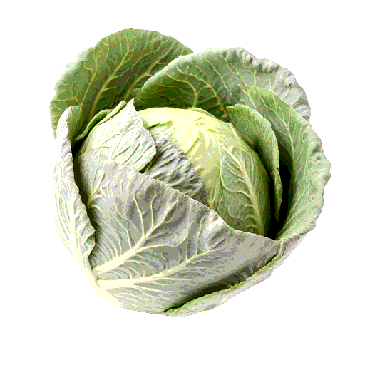ملفوف