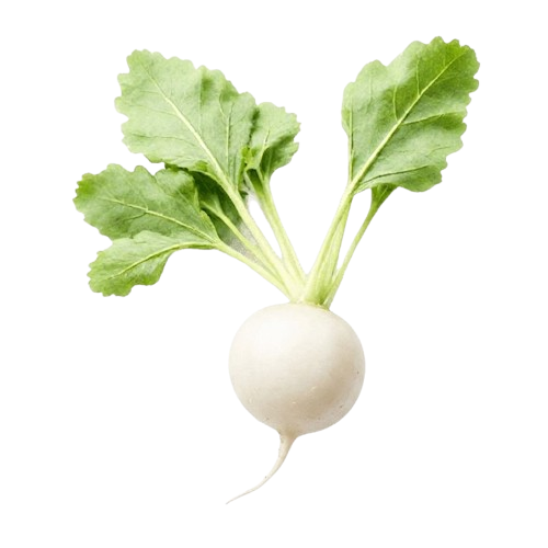 فجل