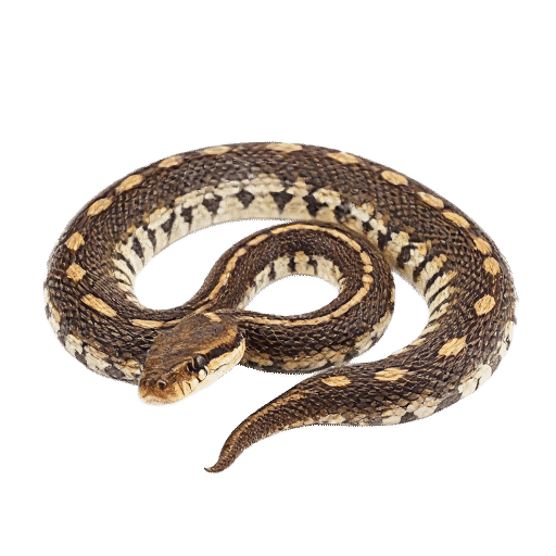 حية