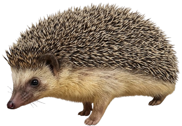 قنفذ