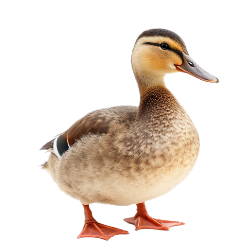 بطة