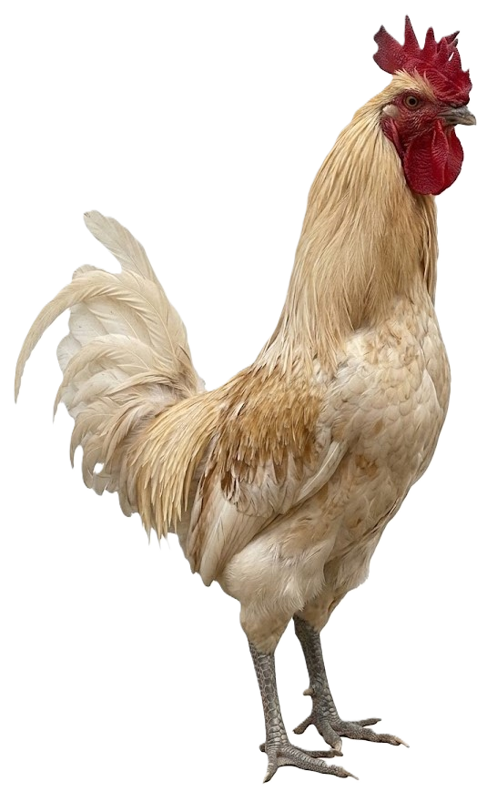 ديك حساوي