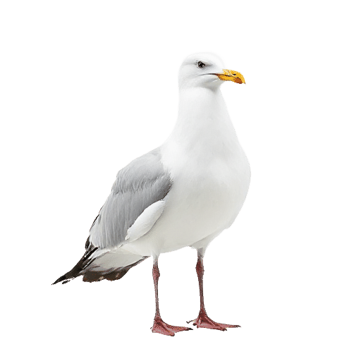 طائر النورس
