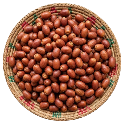 السلوق