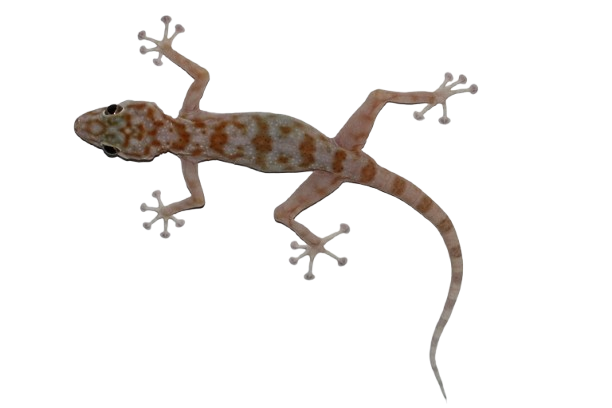 وزغ