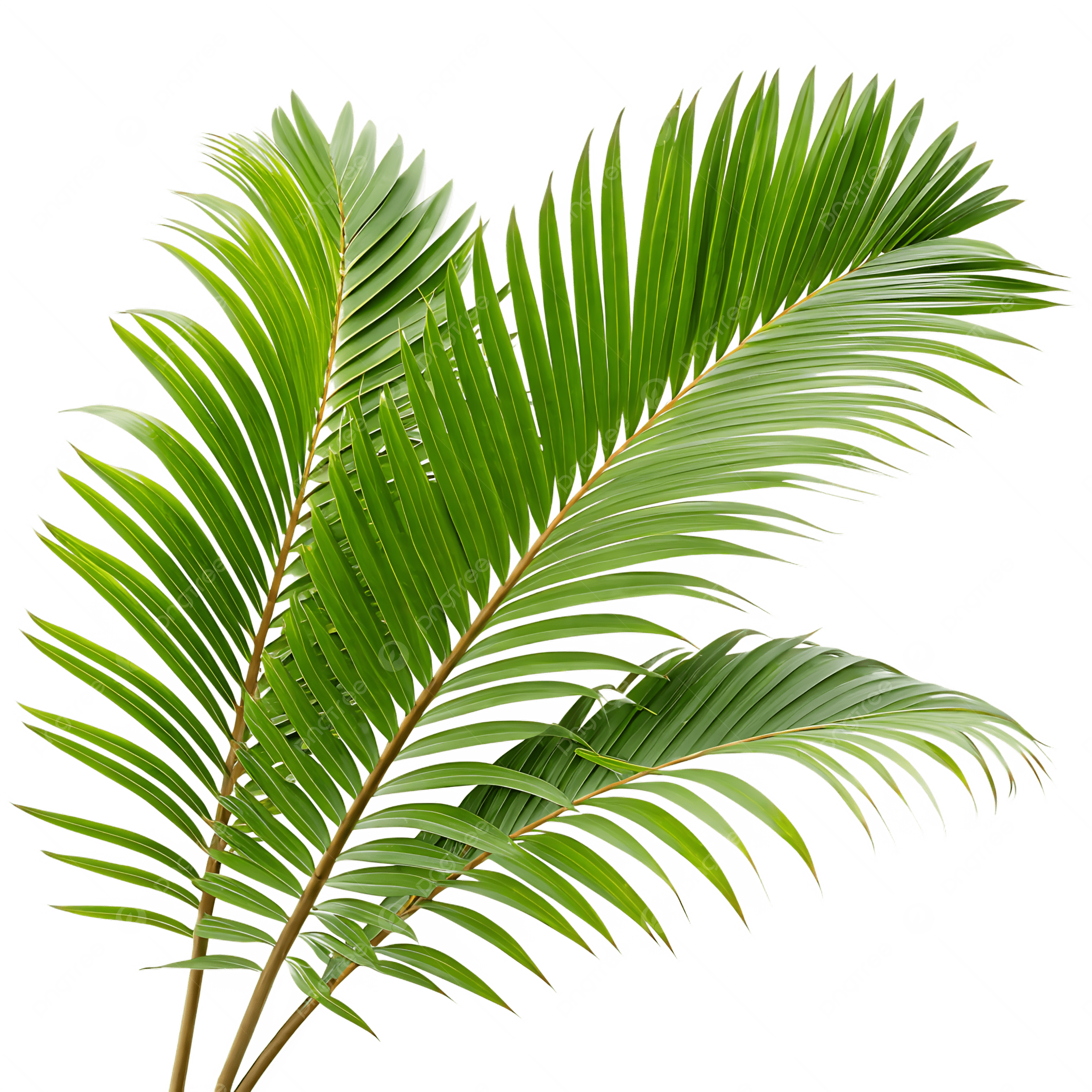 سعفة