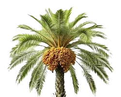 نخلة
