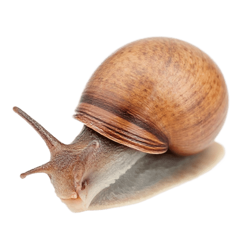 حلزون